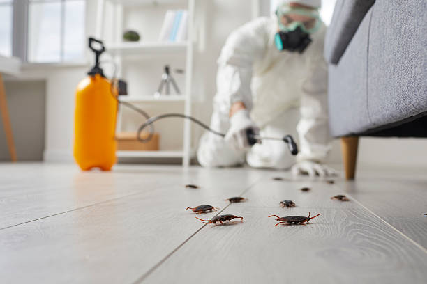 Post-Treatment Bed Bug Interceptor Monitoring in Lamar